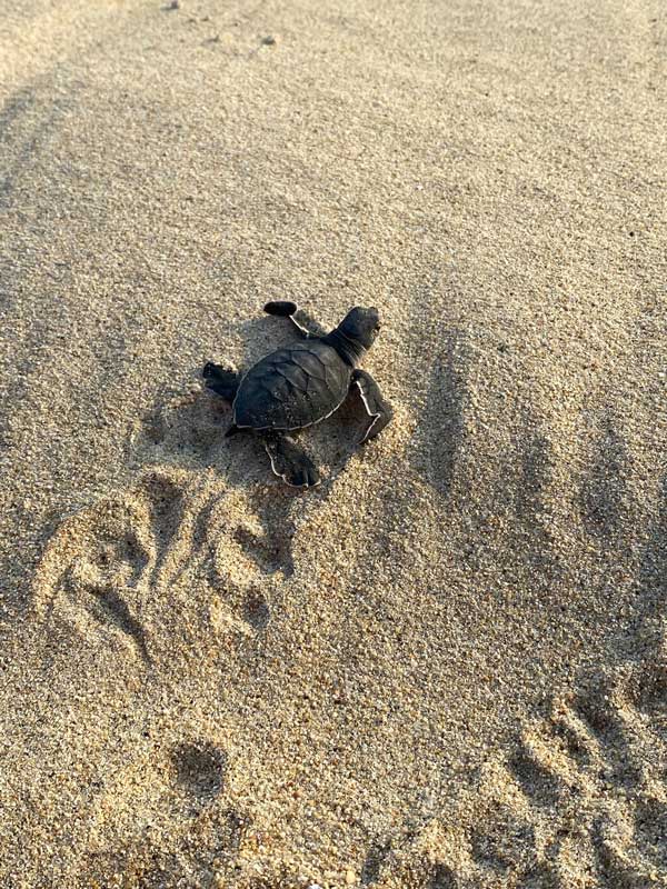 Casa Coco Activities - Turtle Release